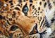 Goldener Leopard, Schema zum Selbststicken (DIY) mit Perlen (selbstst&auml;ndige Materialauswahl) СЛ-3166 фото 1