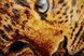 Golden Leopard, Complete kit for DIY embroidery with beads, Kit