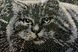 Mond Katze, Perlenstich komplettset f&uuml;r DIY НЮ-062 фото 6