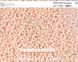 Very light beige chalk, Czech beads